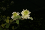Fothergilla gardenii RCP4-11 31.JPG